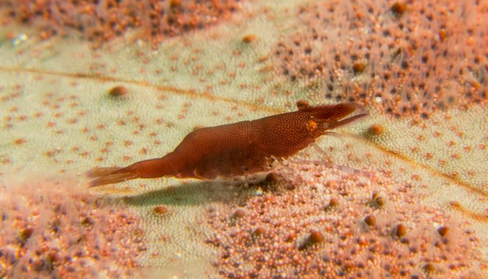 Red Seacucumber Shrimp
